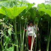In the land of lilliputians: amazing photos of giant plants on Sakhalin In the land of lilliputians: amazing photos of giant plants on Sakhalin