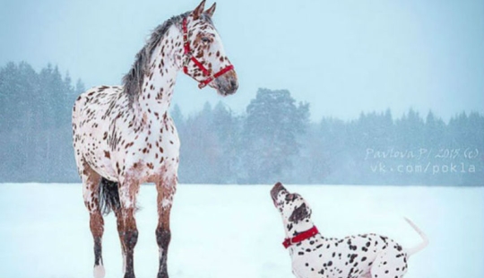 In the world of animals: siblings from different moms In the world of animals: siblings from different moms