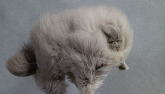 In this post, home to the most fluffy cats in the world In this post, home to the most fluffy cats in the world