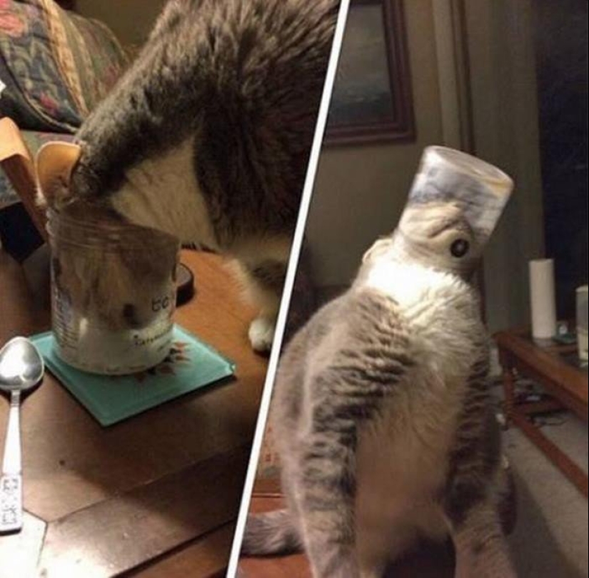 "¡Incluso es una pena recordar algo así!": momentos vergonzosos de gatos traviesos "¡Incluso es una pena recordar algo así!": momentos vergonzosos de gatos traviesos