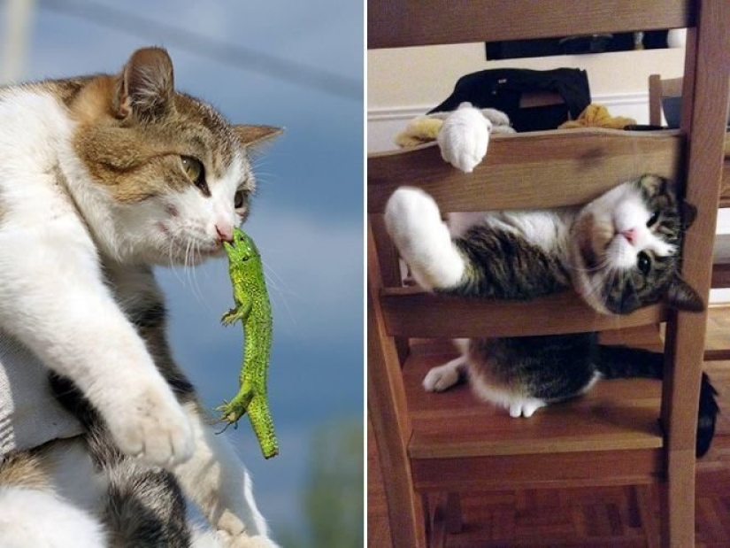 "¡Incluso es una pena recordar algo así!": momentos vergonzosos de gatos traviesos "¡Incluso es una pena recordar algo así!": momentos vergonzosos de gatos traviesos