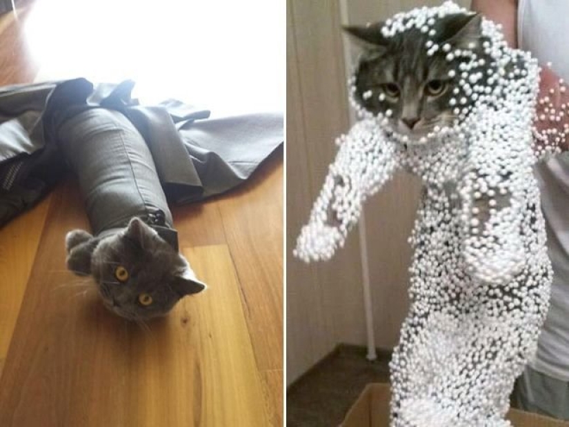 "¡Incluso es una pena recordar algo así!": momentos vergonzosos de gatos traviesos "¡Incluso es una pena recordar algo así!": momentos vergonzosos de gatos traviesos