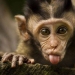 ¡Incluso los primates saben cómo comportarse con las chicas! 14 gifs para probarlo ¡Incluso los primates saben cómo comportarse con las chicas! 14 gifs para probarlo