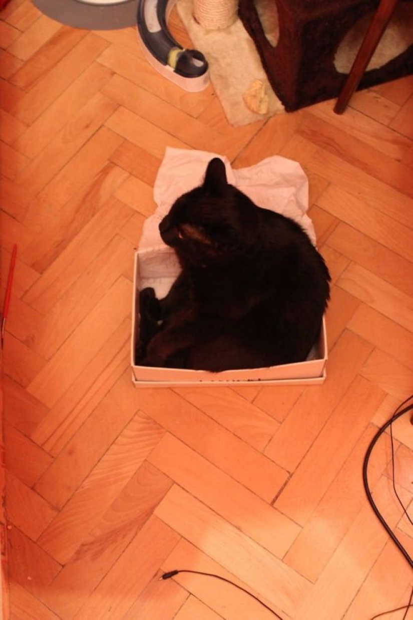 Incomprehensible cat logic: 30 photos that for sure you will laugh