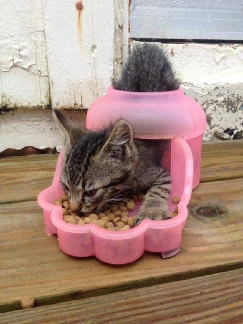 Incomprehensible cat logic: 30 photos that for sure you will laugh