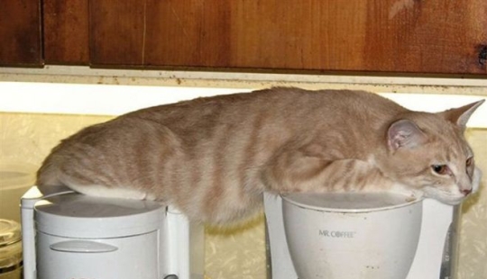 Incomprehensible cat logic: 30 photos that for sure you will laugh