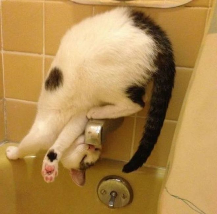 Incomprehensible cat logic: 30 photos that for sure you will laugh