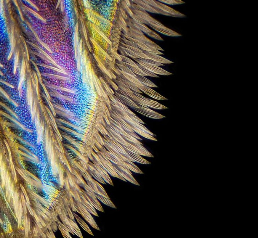 Increíble mundo bajo el microscopio: 22 fotos que te harán ver todo de una manera nueva