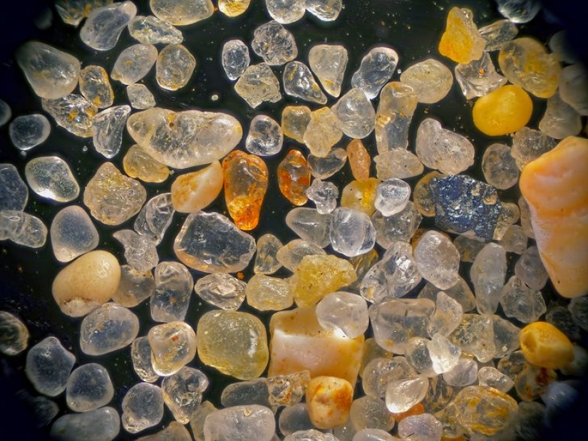 Increíble mundo bajo el microscopio: 22 fotos que te harán ver todo de una manera nueva