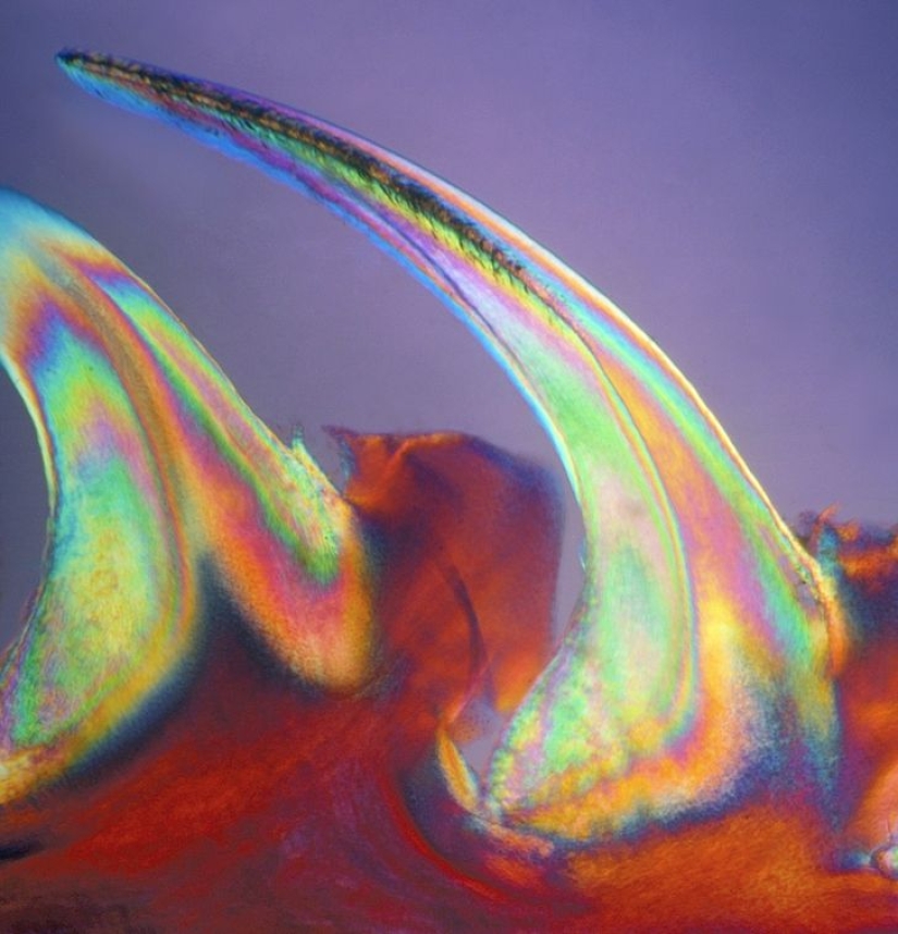 Increíble mundo bajo el microscopio: 22 fotos que te harán ver todo de una manera nueva