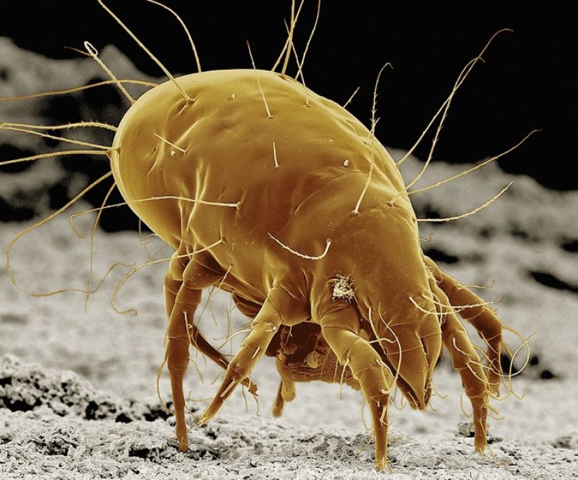 Increíble mundo bajo el microscopio: 22 fotos que te harán ver todo de una manera nueva