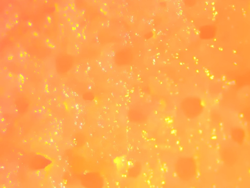 Increíble mundo bajo el microscopio: 22 fotos que te harán ver todo de una manera nueva