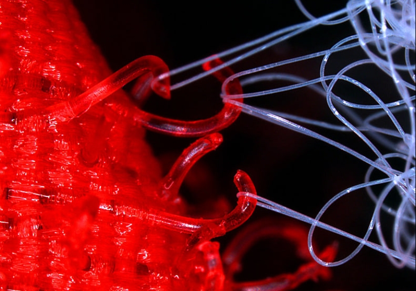 Increíble mundo bajo el microscopio: 22 fotos que te harán ver todo de una manera nueva