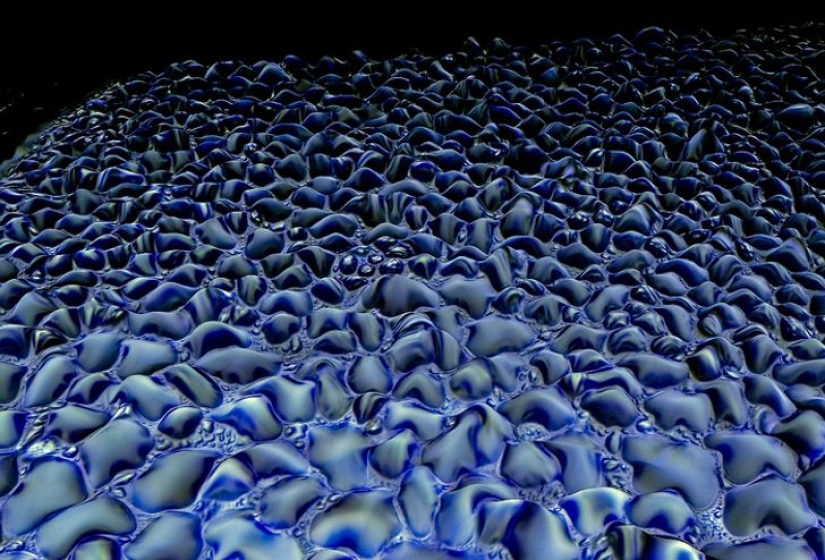 Increíble mundo bajo el microscopio: 22 fotos que te harán ver todo de una manera nueva