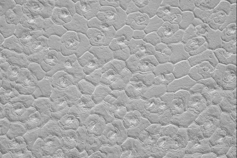 Increíble mundo bajo el microscopio: 22 fotos que te harán ver todo de una manera nueva