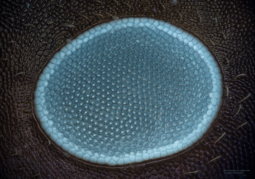 Increíble mundo bajo el microscopio: 22 fotos que te harán ver todo de una manera nueva