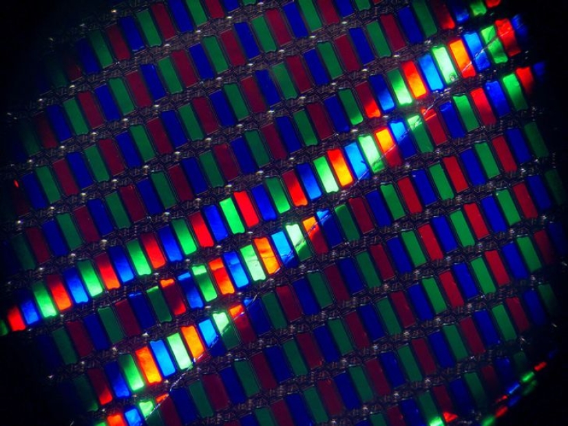 Increíble mundo bajo el microscopio: 22 fotos que te harán ver todo de una manera nueva