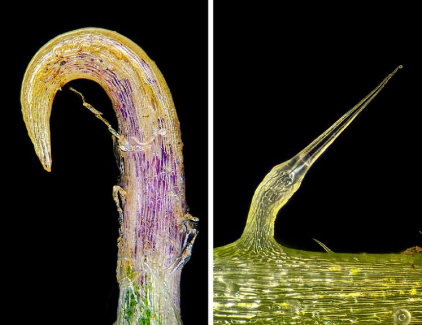 Increíble mundo bajo el microscopio: 22 fotos que te harán ver todo de una manera nueva