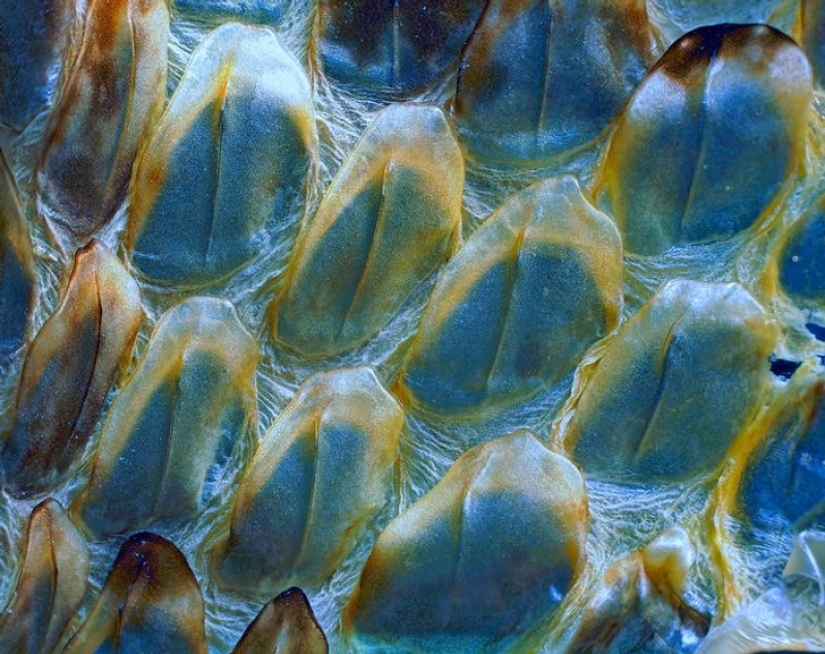 Increíble mundo bajo el microscopio: 22 fotos que te harán ver todo de una manera nueva