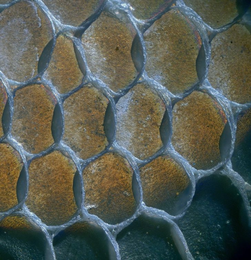 Increíble mundo bajo el microscopio: 22 fotos que te harán ver todo de una manera nueva