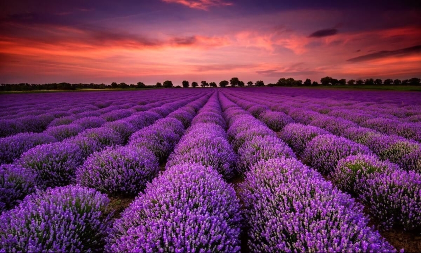 Increíbles campos de lavanda en todo el mundo Increíbles campos de lavanda en todo el mundo