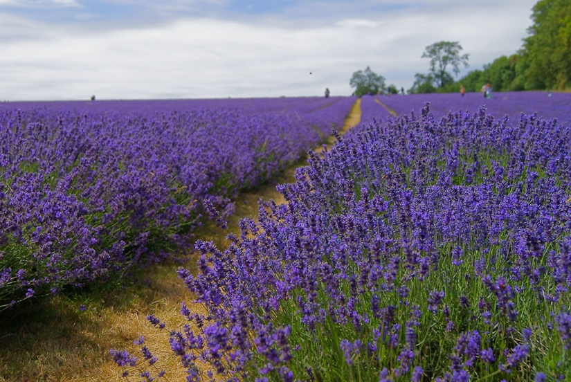 Increíbles campos de lavanda en todo el mundo Increíbles campos de lavanda en todo el mundo
