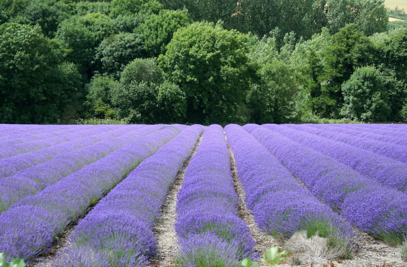 Increíbles campos de lavanda en todo el mundo Increíbles campos de lavanda en todo el mundo