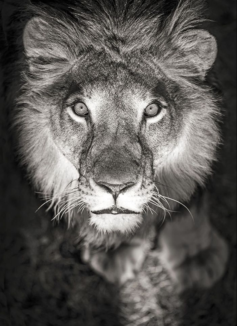 Increíbles retratos de modelos asiáticos y celebridades con animales salvajes