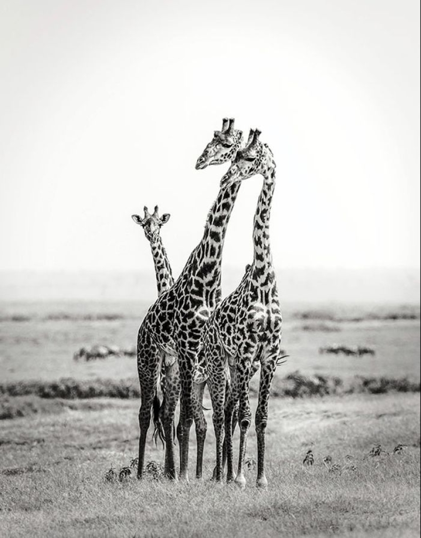 Increíbles retratos de modelos asiáticos y celebridades con animales salvajes