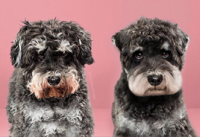Incredible transformation: cute dogs before and after a Japanese haircut