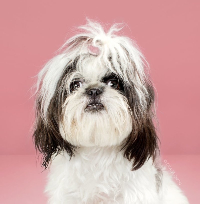 Incredible transformation: cute dogs before and after a Japanese haircut