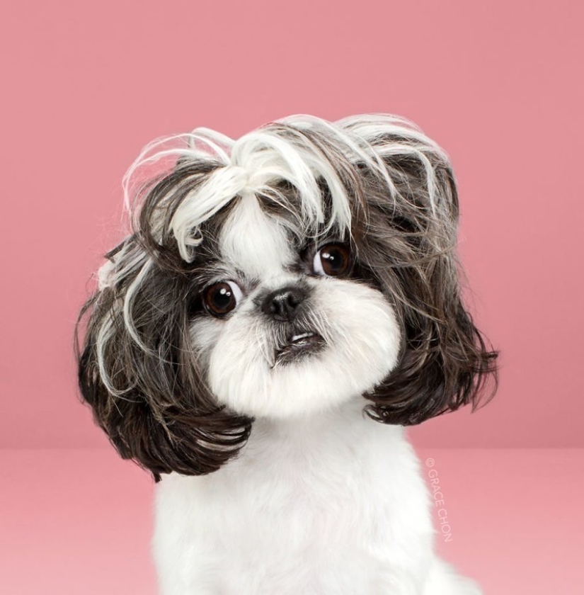 Incredible transformation: cute dogs before and after a Japanese haircut