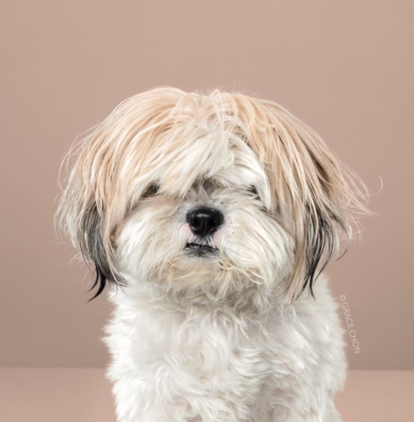 Incredible transformation: cute dogs before and after a Japanese haircut