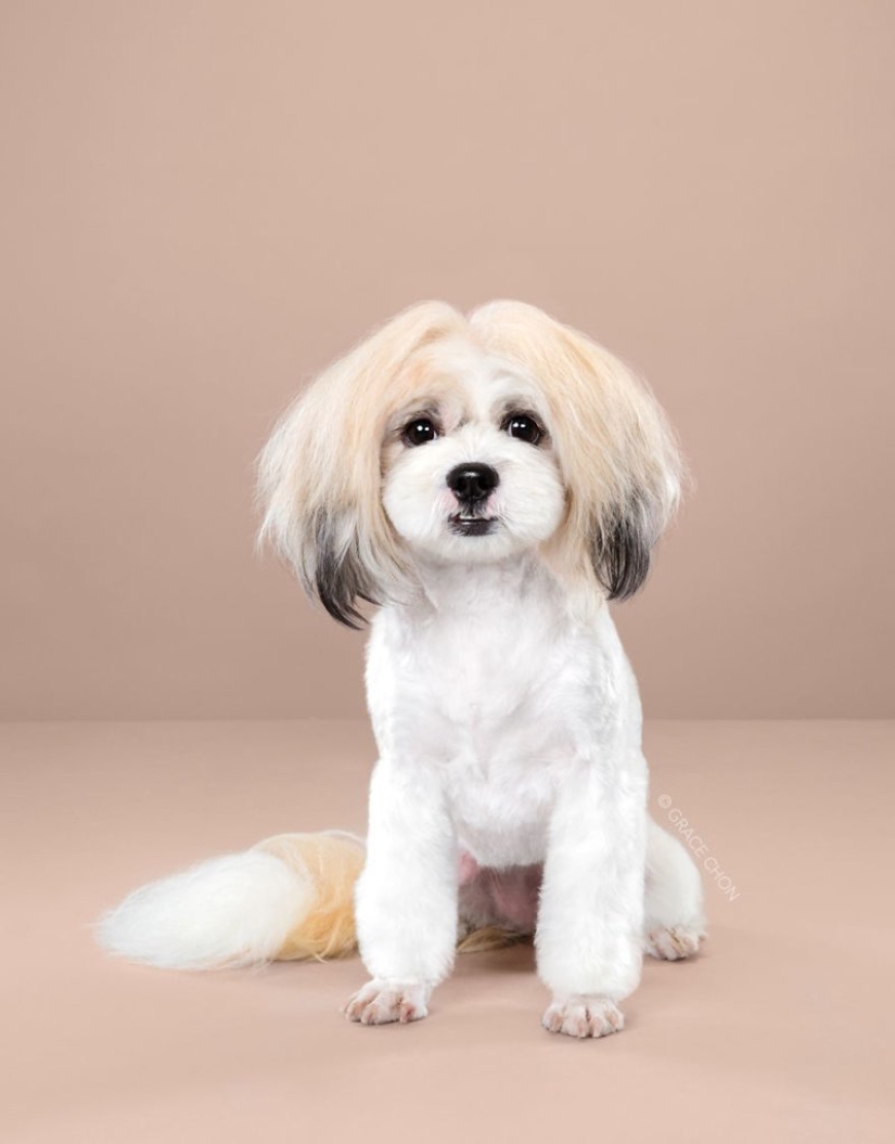 Incredible transformation: cute dogs before and after a Japanese haircut