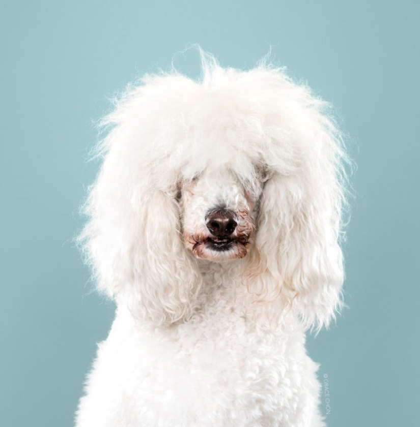 Incredible transformation: cute dogs before and after a Japanese haircut