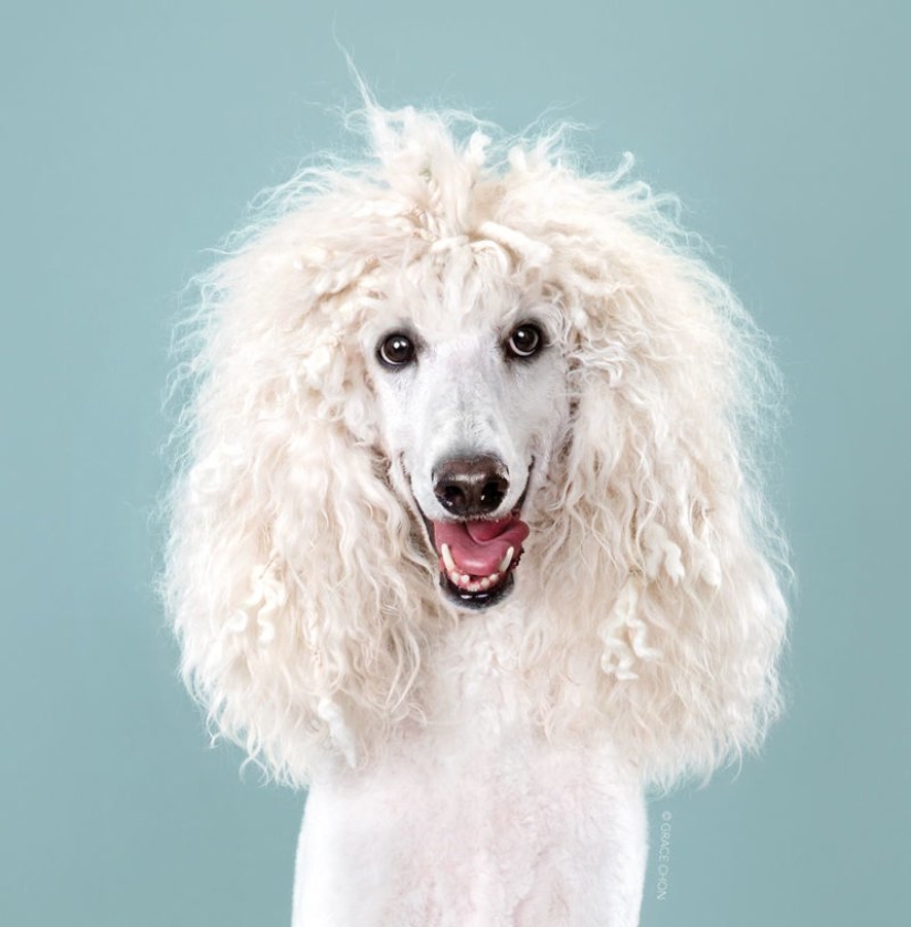 Incredible transformation: cute dogs before and after a Japanese haircut