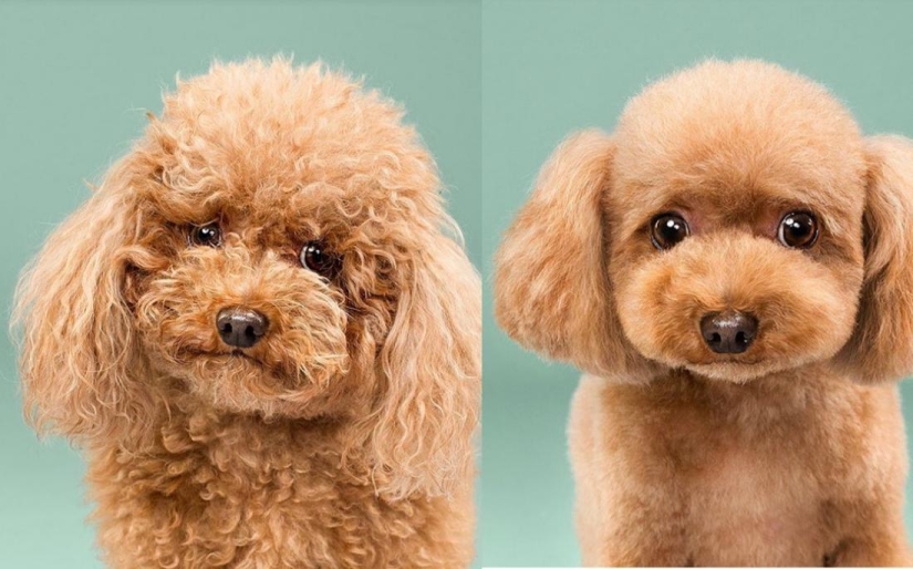 Incredible transformation: cute dogs before and after a Japanese haircut