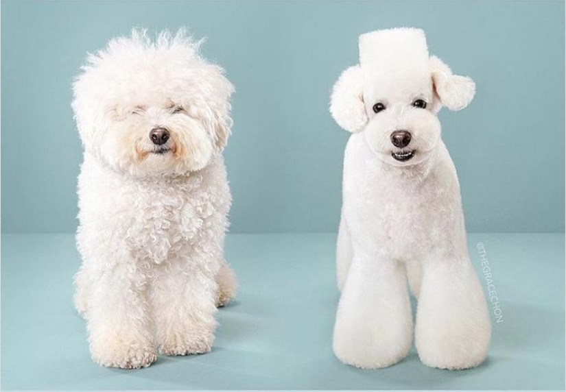 Incredible transformation: cute dogs before and after a Japanese haircut