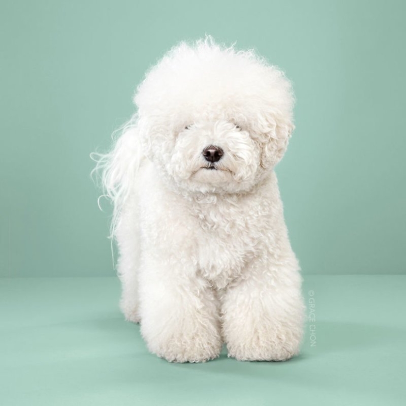 Incredible transformation: cute dogs before and after a Japanese haircut