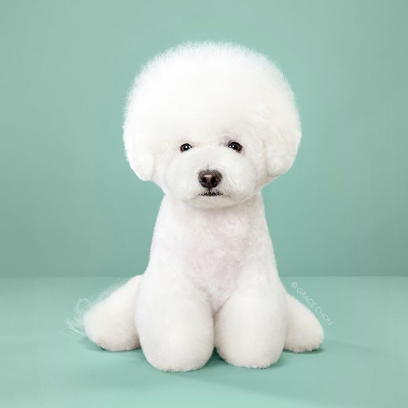 Incredible transformation: cute dogs before and after a Japanese haircut