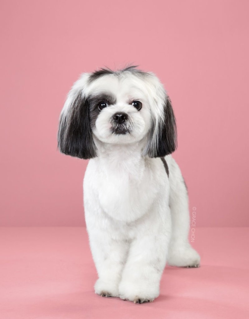Incredible transformation: cute dogs before and after a Japanese haircut