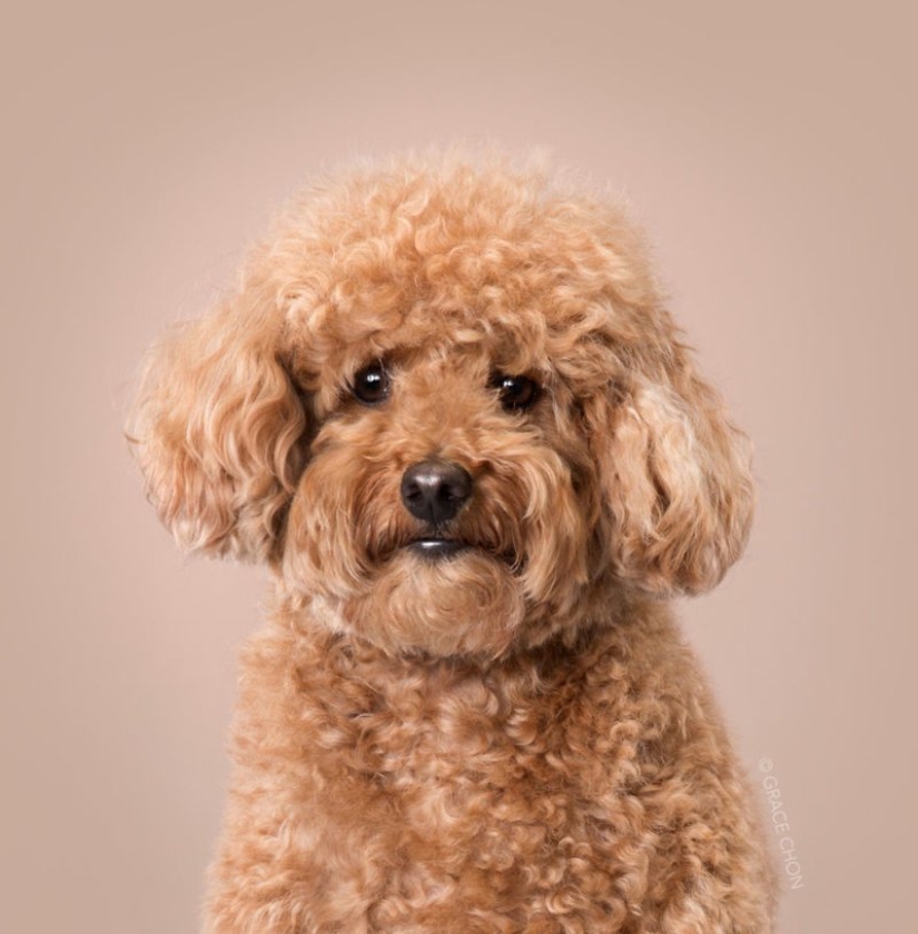 Incredible transformation: cute dogs before and after a Japanese haircut