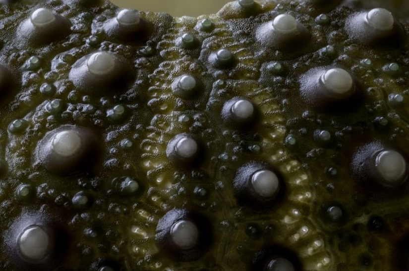 Incredible world under the microscope: 22 photos that will make you see everything in a new way