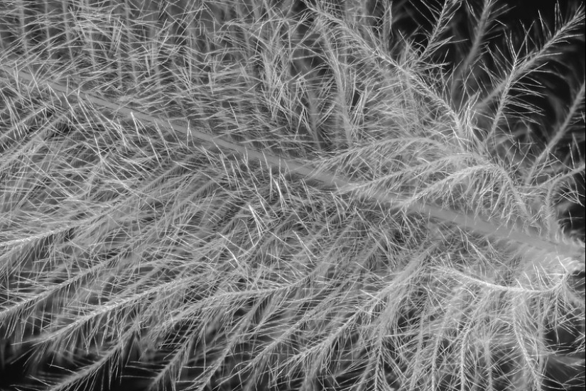 Incredible world under the microscope: 22 photos that will make you see everything in a new way