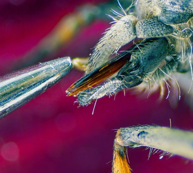 Incredible world under the microscope: 22 photos that will make you see everything in a new way