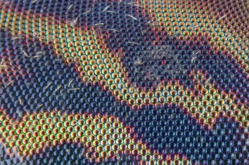 Incredible world under the microscope: 22 photos that will make you see everything in a new way