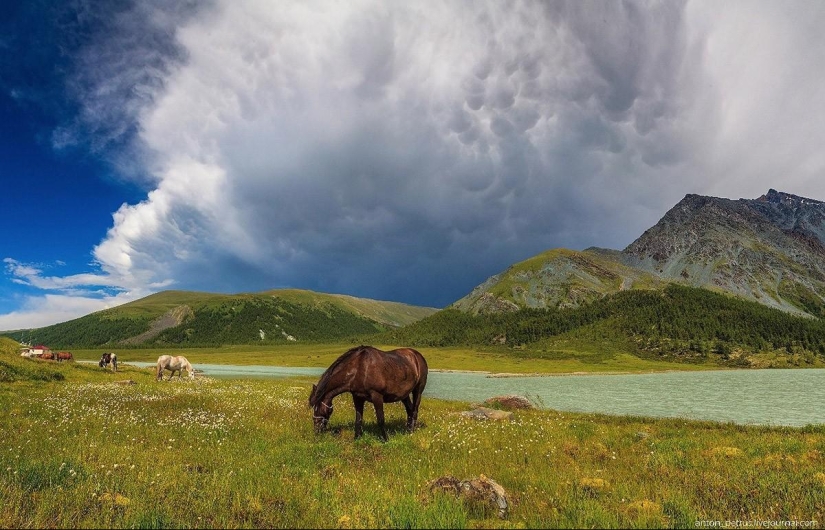 Incredibly beautiful pictures, after seeing that you will want to Altai