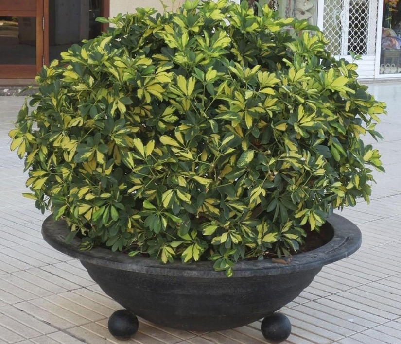 Indoor plants that purify the air Indoor plants that purify the air