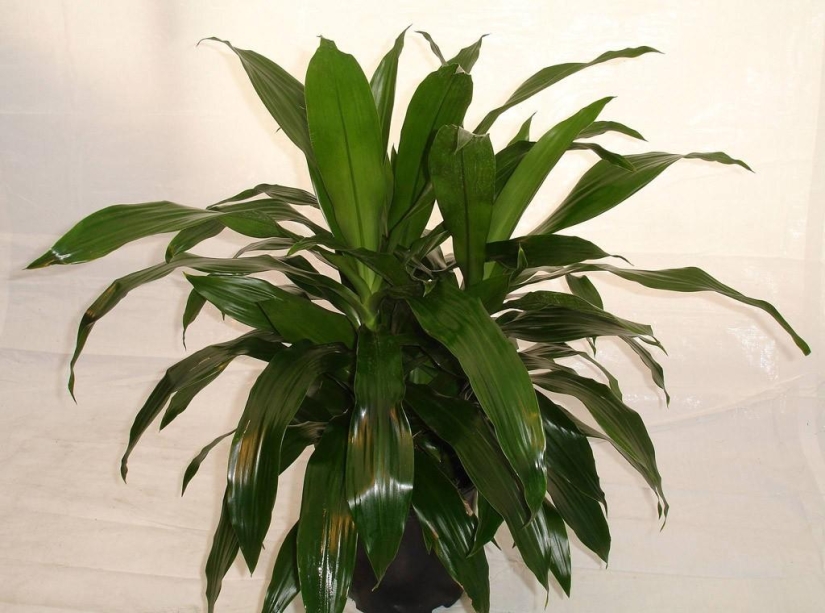 Indoor plants that purify the air Indoor plants that purify the air