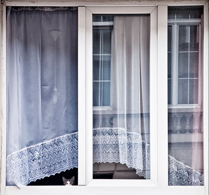 Inhuman curiosity: what do animals see in the windows